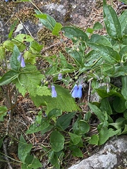 Mertensia paniculata