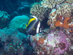 Heniochus singularius