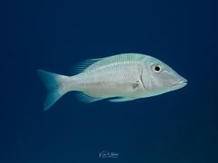 Lethrinidae
