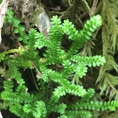 Selaginella douglasii