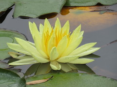 Nymphaea mexicana