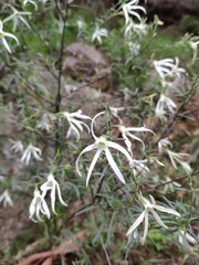 Anthocercis angustifolia