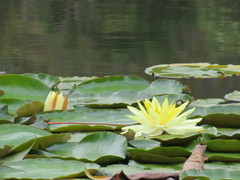 Nymphaea mexicana