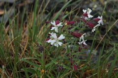 Silene repens