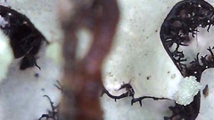 Hypotrachyna sinuosa