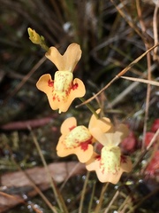 Utricularia fulva