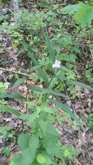 Tradescantia subaspera