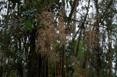 Cortaderia nitida