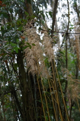 Cortaderia nitida