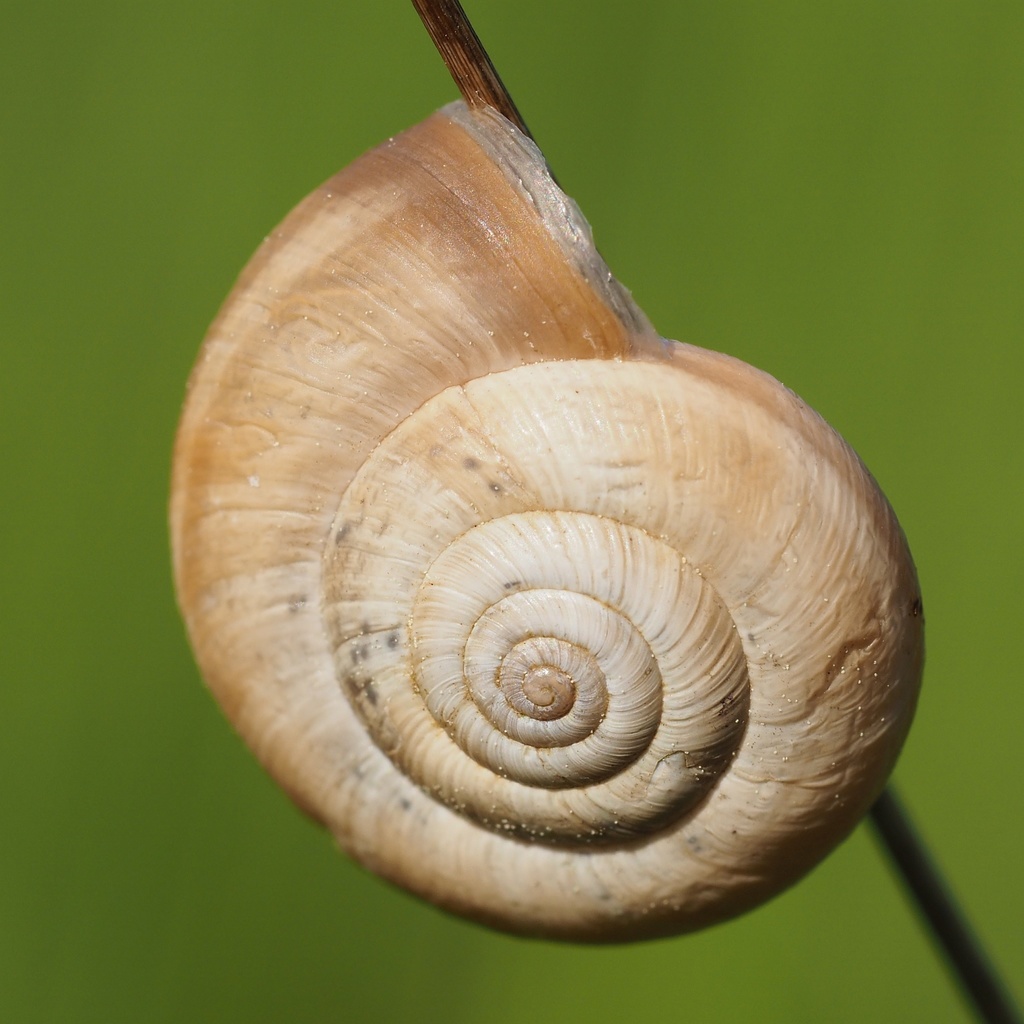 Helicellinae