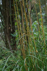 Cortaderia nitida