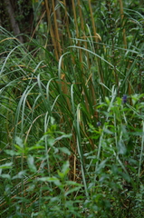 Cortaderia nitida