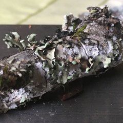 Hypotrachyna sinuosa