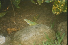 Anolis bimaculatus