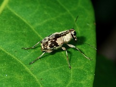 Litocerus