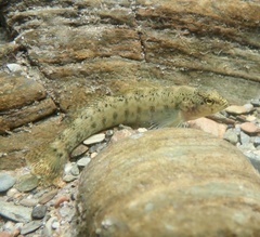 Etheostoma vulneratum