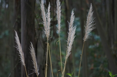 Cortaderia nitida