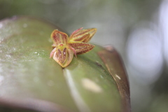 Pleurothallis matudana