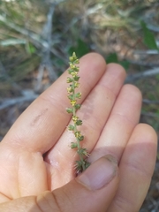 Schoenocaulon dubium