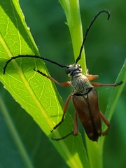Typocerus acuticauda