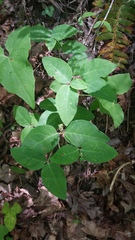 Euphorbia mercurialina