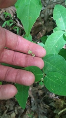 Euphorbia mercurialina