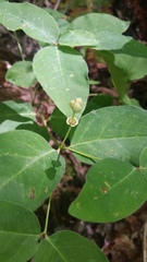 Euphorbia mercurialina