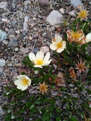 Dryas ajanensis
