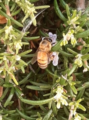 Apis mellifera
