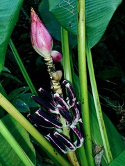 Musa campestris