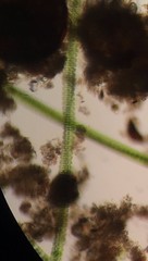 Desmidium