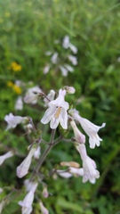 Penstemon brevisepalus