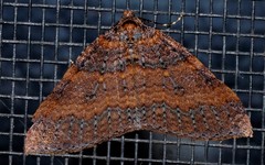 Larentia apotoma