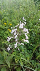 Penstemon brevisepalus