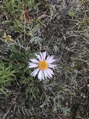 Aster alpinus vierhapperi