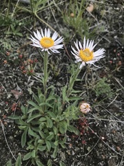 Aster alpinus vierhapperi