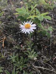 Aster alpinus vierhapperi