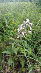 Penstemon brevisepalus