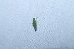 Draeculacephala robinsoni