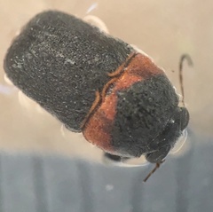 Pachybrachis thoracicus