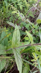 Penstemon brevisepalus