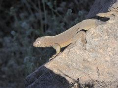 Microlophus peruvianus