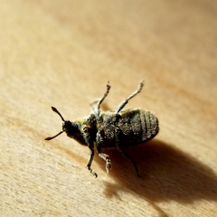 Rhinocyllus