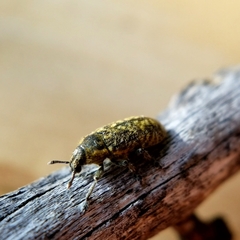 Rhinocyllus