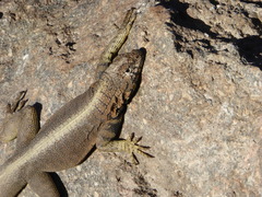 Microlophus peruvianus