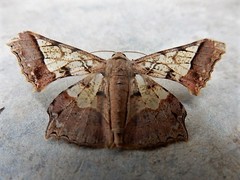 Krananda semihyalina