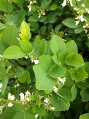 Dendrolobium umbellatum