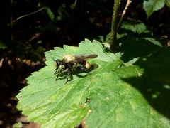 Laphria divisor