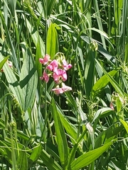 Lathyrus sylvestris
