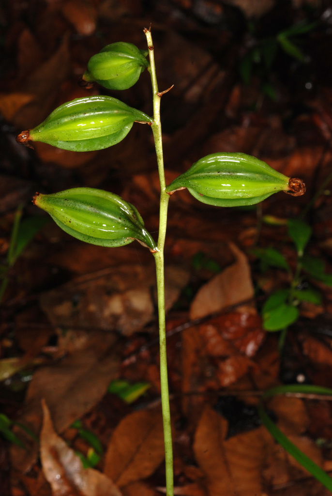 Photos of Monk Orchid (Oeceoclades maculata) · iNaturalist